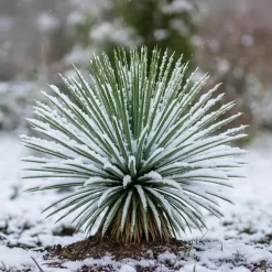 Yucca Rostrata - kruka 24cm höjd 60cm