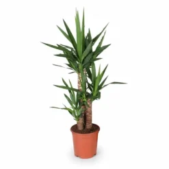Yucca Växt i Kruka Ø21 cm, Höjd ca 90 cm