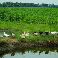 YUENFONG Metallisk damstängsel Dekorativt hundstängsel Nätstängsel, Komplett kit, 64x 77.5cm - Nedåtgående båge