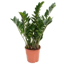 Zamiakalla - Zamioculcas Emerald - Höjd 70-80cm - ⌀21cm