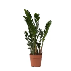 Zamiakalla - Zamioculcas Zamiifolia - Höjd 55-65cm - ⌀17cm