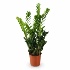 Zamioculcas Krukväxt Ø21 cm, Höjd ca 100 cm