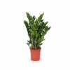 Zamioculcas Zamiifolia Krukväxt Ø21 cm Höjd ca 95 cm